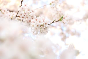 2025年桜開花・満開予想（第11回）<br>桜前線は旭川まで到達　道北・道東では５月上旬に開花する所が多い